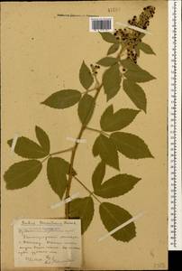 Rubus canescens DC., Caucasus, Stavropol Krai, Karachay-Cherkessia & Kabardino-Balkaria (K1b) (Russia)