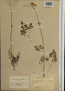 Thalictrum petaloideum L., Siberia, Altai & Sayany Mountains (S2) (Russia)