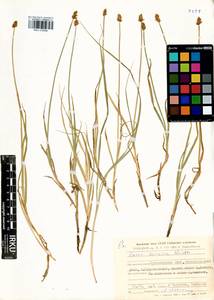 Carex curaica Kunth, Siberia, Central Siberia (S3) (Russia)