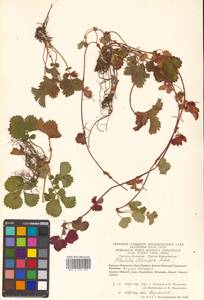 Potentilla stolonifera Lehm. ex Ledeb., Siberia, Chukotka & Kamchatka (S7) (Russia)