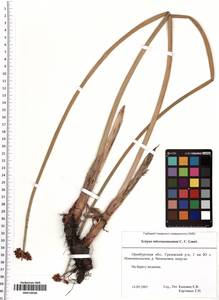 Schoenoplectus tabernaemontani (C.C.Gmel.) Palla, Eastern Europe, Eastern region (E10) (Russia)
