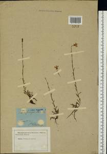 Saxifraga hirculus L., Eastern Europe, North-Western region (E2) (Russia)