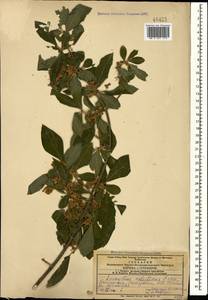 Euonymus velutinus (C. A. Mey.) Fisch. & C. A. Mey., Caucasus, Azerbaijan (K6) (Azerbaijan)