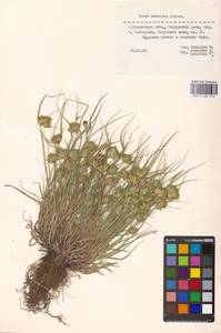Carex bohemica Schreb., Eastern Europe, Middle Volga region (E8) (Russia)