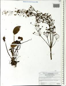 Alisma plantago-aquatica L., Eastern Europe, Central forest region (E5) (Russia)
