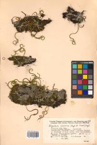 Lepisorus ussuriensis (Regel & Mack.) Ching, Siberia, Russian Far East (S6) (Russia)