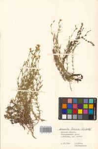 Pseudocherleria laricina (L.) Dillenb. & Kadereit, Siberia, Russian Far East (S6) (Russia)