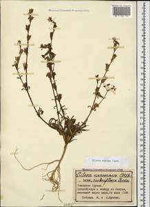 Silene euxina (Rupr.) Hand.-Mazz., Caucasus, Georgia (K4) (Georgia)