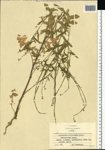 Sisymbrium officinale (L.) Scop., Eastern Europe, Moscow region (E4a) (Russia)
