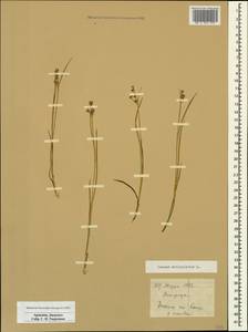 Juncus articulatus L., Caucasus, Armenia (K5) (Armenia)