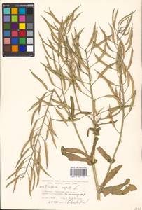 Brassica napus L., Eastern Europe, Moscow region (E4a) (Russia)