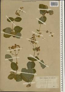 Lonicera etrusca Santi, South Asia, South Asia (Asia outside ex-Soviet states and Mongolia) (ASIA) (Turkey)