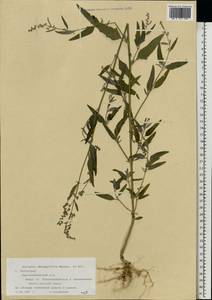 Atriplex oblongifolia Waldst. & Kit., Eastern Europe, Lower Volga region (E9) (Russia)