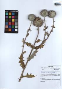 Echinops sphaerocephalus L., Siberia, Altai & Sayany Mountains (S2) (Russia)