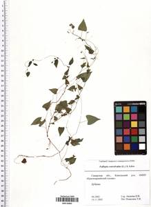 Fallopia convolvulus (L.) Á. Löve, Eastern Europe, Middle Volga region (E8) (Russia)