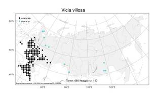 Vicia villosa Roth, Atlas of the Russian Flora (FLORUS) (Russia)