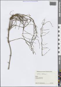 Ephedra distachya L., Crimea (KRYM) (Russia)