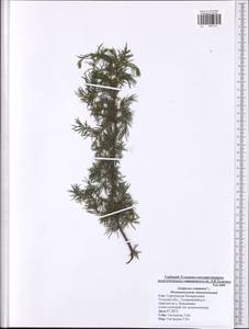 Juniperus communis L., Eastern Europe, Central region (E4) (Russia)