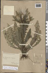 Cirsium esculentum (Siev.) C. A. Mey., Eastern Europe, Eastern region (E10) (Russia)