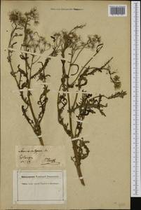 Senecio vulgaris L., Western Europe (EUR) (Germany)