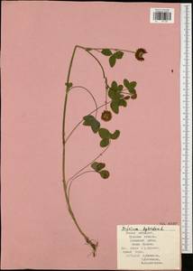 Trifolium hybridum L., Eastern Europe, Central region (E4) (Russia)