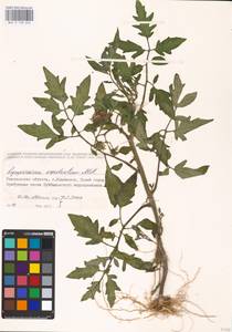 MHA 0 158 662, Solanum lycopersicum L., Eastern Europe, Middle Volga region (E8) (Russia)