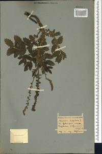 Agrimonia eupatoria L., Caucasus, Armenia (K5) (Armenia)