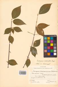Euonymus macropterus Rupr., Siberia, Russian Far East (S6) (Russia)