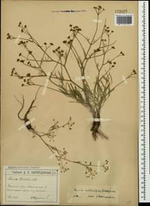 Trinia crithmifolia (Willd.) H. Wolff, Crimea (KRYM) (Russia)