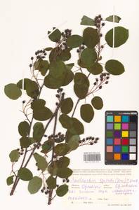 Amelanchier × spicata (Lam.) K.Koch, Eastern Europe, Central forest-and-steppe region (E6) (Russia)