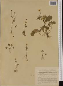 Ranunculus sardous Crantz, Western Europe (EUR) (Italy)