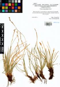 Carex lanceolata Boott, Siberia, Baikal & Transbaikal region (S4) (Russia)