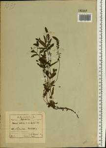 Veronica austriaca subsp. dentata (F. W. Schmidt) Watzl, Eastern Europe, Central forest-and-steppe region (E6) (Russia)