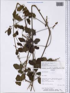 Serjania fuscifolia Radlk., America (AMER) (Paraguay)