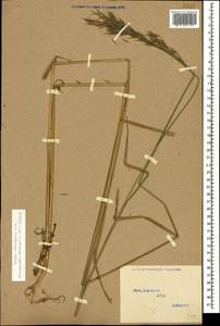 Bromus variegatus M.Bieb., Caucasus, Stavropol Krai, Karachay-Cherkessia & Kabardino-Balkaria (K1b) (Russia)