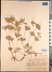 Galium odoratum (L.) Scop., Siberia, Russian Far East (S6) (Russia)