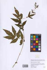 Filipendula ulmaria (L.) Maxim., Eastern Europe, Central region (E4) (Russia)
