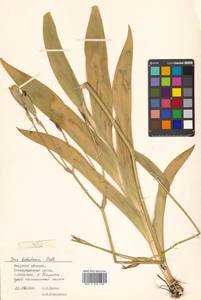 Iris dichotoma Pall., Siberia, Russian Far East (S6) (Russia)