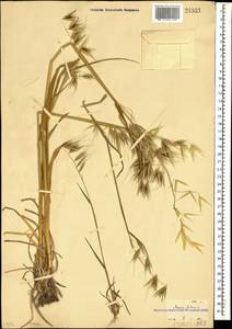 Avena fatua L., Caucasus, Georgia (K4) (Georgia)