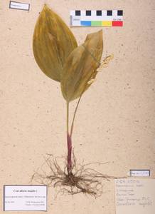 Convallaria majalis L., Siberia, Central Siberia (S3) (Russia)