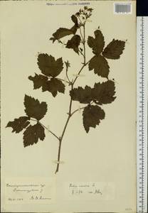 Rubus caesius L., Eastern Europe, North Ukrainian region (E11) (Ukraine)
