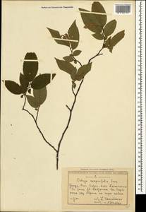 Ostrya carpinifolia Scop., Caucasus, Georgia (K4) (Georgia)