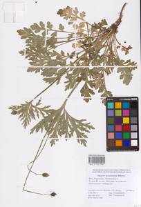 Papaver dubium subsp. stevenianum (Mikheev) Kubát & Šípošová, Eastern Europe, Lower Volga region (E9) (Russia)