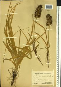 Carex macrocephala Willd. ex Spreng., Siberia, Chukotka & Kamchatka (S7) (Russia)