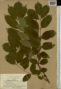 Fraxinus excelsior L., Eastern Europe, Central region (E4) (Russia)