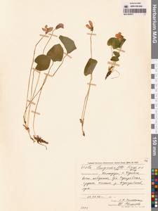 Viola langsdorfii (Regel) Fisch. ex Ging., Siberia, Chukotka & Kamchatka (S7) (Russia)