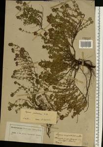Thymus pallasianus Heinr.Braun, Eastern Europe, Central forest-and-steppe region (E6) (Russia)
