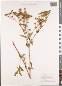 Potentilla recta subsp. laciniosa (Kit. ex Nestler) Nyman, Caucasus, Krasnodar Krai & Adygea (K1a) (Russia)