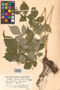 Astilbe rubra Hook. fil. & Thomson, Siberia, Russian Far East (S6) (Russia)