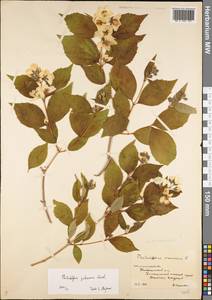 Philadelphus pubescens Loisel., Eastern Europe, Lower Volga region (E9) (Russia)